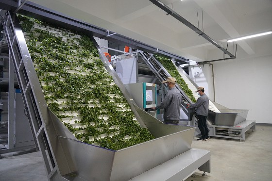 全国首条自动化智能化茶叶初加工生产线投入使用