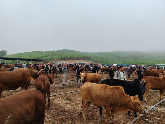 澜沧上允：全产业链平台助推肉牛产业高质量发展