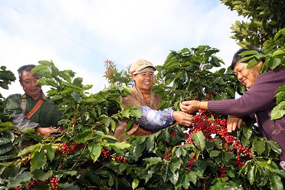 普洱倡议——提升中国咖啡品质 弘扬中国咖啡文化 扩大中国咖啡消费