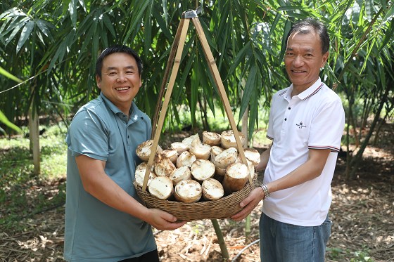 景谷县：竹产业利用效益凸显 全链融合后劲足