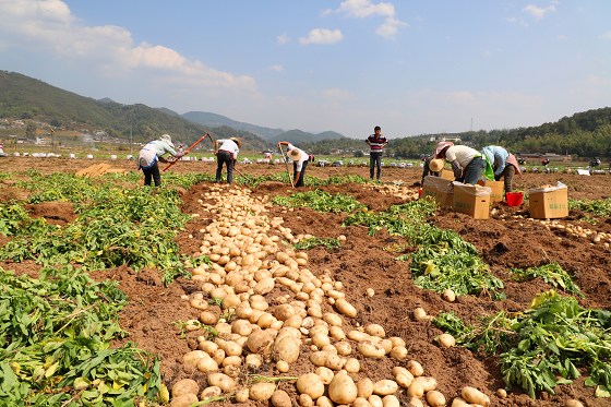 景东县冬季马铃薯预计产值达1.28亿元