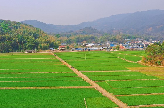 孟连县：春耕生产有序推进  早稻播种基本完成