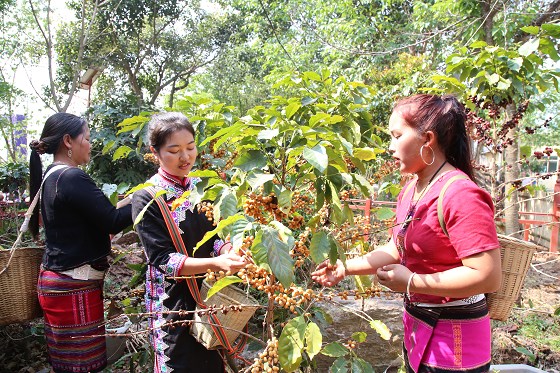 孟连县：精品咖啡为乡村振兴注入新动能