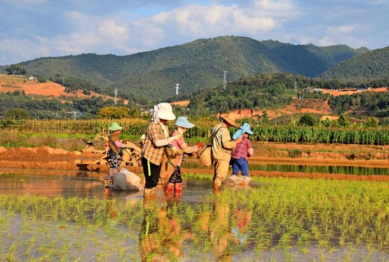 孟连县：早稻播种基本完成  春耕生产有序推进