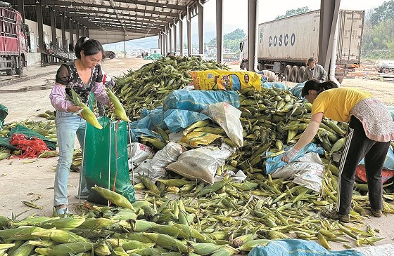 景谷县鲜食玉米喜获丰收 农业转型成效渐显